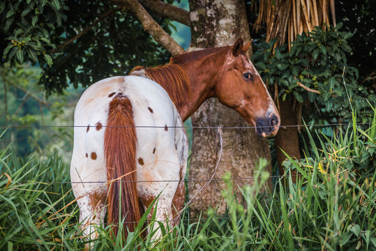 cavalo 