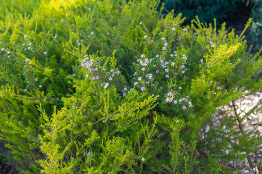 Cape May plant (Coleonema album), an attractive evergreen shrub with tiny flowers close up in the garden