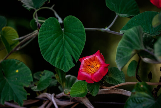 flor contrastante