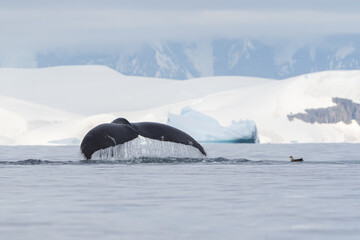 Fototapeta premium Whale fluke with Antarctic Skua