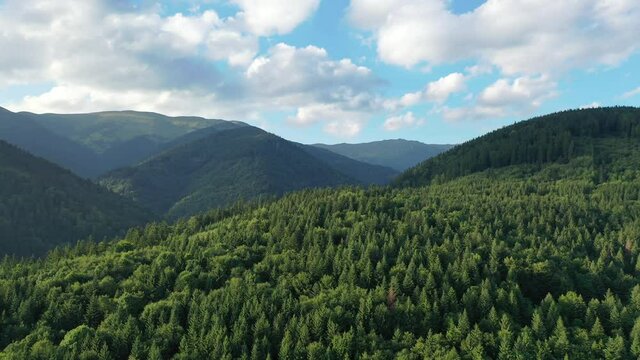 Aerial, drone shot of spruce trees, fly over a coniferous forest, Low Tatras, Slovakia