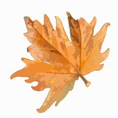 Maple leaf on a white background. Isolate. Autumn came, September, back to school, deciduous