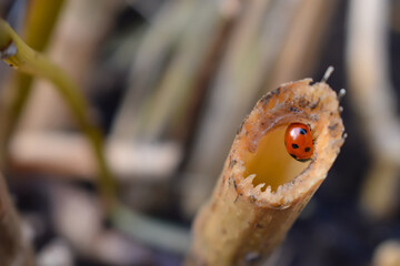 Seven-spotted ladybird has black head and thorax pair of white spots each short antennae six legs...