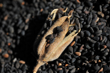 Dry poppy seeds Healthy food