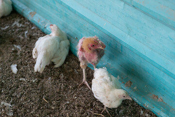 Chicken is sick and sleep on the floor
