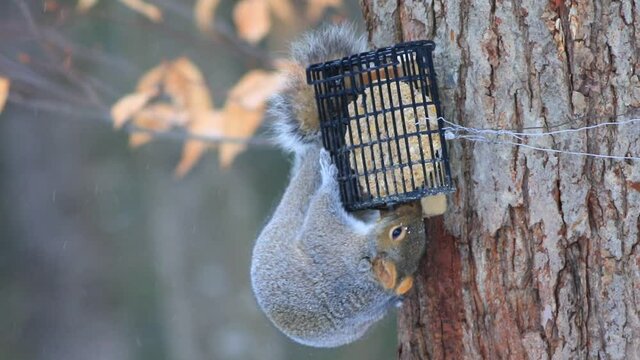 un &eacute;cureuil gris mange du suif dans une mangeoire &agrave; oiseaux en hiver