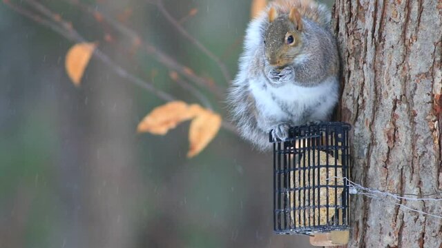 un &eacute;cureuil gris mange du suif dans une mangeoire &agrave; oiseaux en hiver