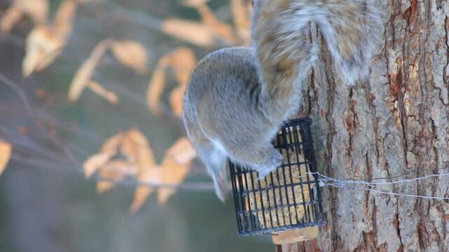 un &eacute;cureuil gris mange du suif dans une mangeoire &agrave; oiseaux en hiver