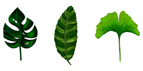 Four tropical leaves. Hand drawn leaves illustration