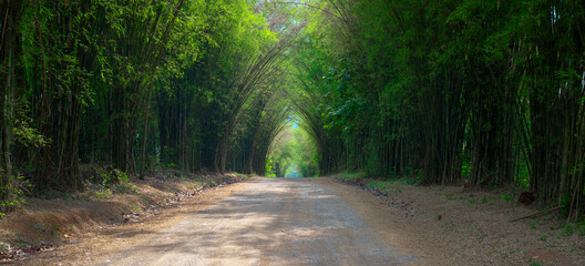 Tunnel bamboo trees and walkway : Thailand