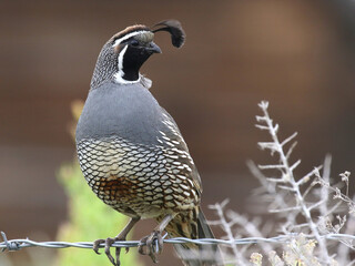 Californa Quail on a Wire