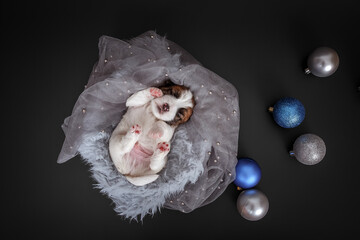 Jack russel terrier newborn puppy