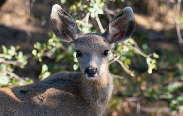 Portrait of a Beautiful Arizona Mule Deer Fawn