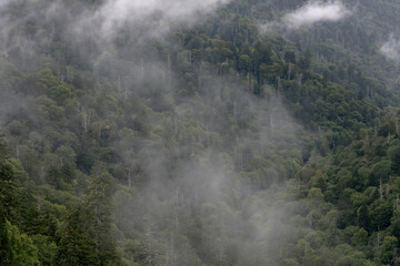 Fototapeta na wymiar Whisps of Fog String Through Mountain Forest