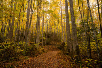 Wide Trail Cuts Through Tall Forest In Fall