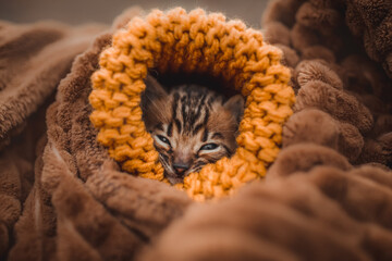 Bengal kitten in yellow hat