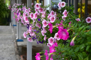 Fototapeta na wymiar Beautiful pink flowers Looking fresh