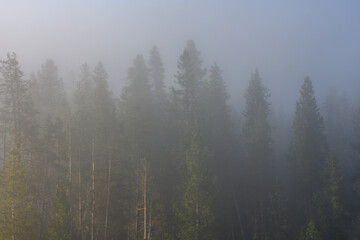 Fog Through Trees in Wyoming Wilderness on a summer morning