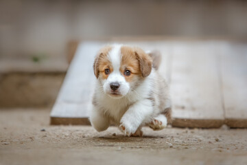 Small running welsh corgi pembroke puppy