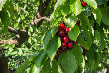 Fototapeta premium Stella cherry tree with ripe dark red cherries hanging on tree branch