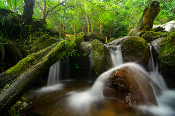 Waterfalls and old wood in the forest. 