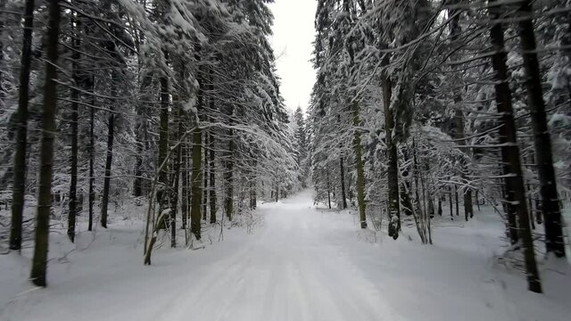 POV trip by off-road car through the winter forest. Beautiful landscape of snowy forest in winter. Travel by car in winter