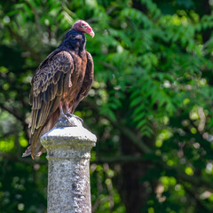 Perched Turkey Vulture