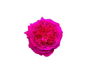 Rose pink flowers