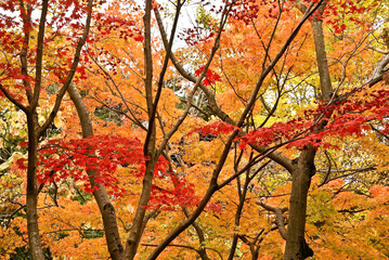 Colorful autumn foliage in South Korea