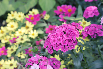 Dianthus flower, Snowfire flower or Sweet William flower blooming in garden.