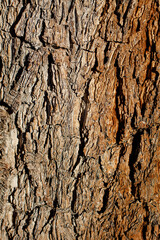 Grey brown aging corky fissured bark of Mojave Spiketree, Yucca Brevifolia, Asparagaceae, native perennial evergreen tree in Joshua Tree National Park, Southern Mojave Desert, Autumn.
