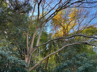 Natural scape in the Ranzan Valley in  Ranzan-Town, Hiki-District, Saitama Prefecture, Japan.