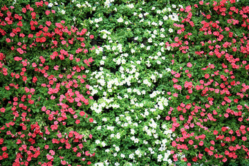 Colorful of flower with background.