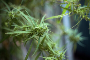 Green cannabis in garden.