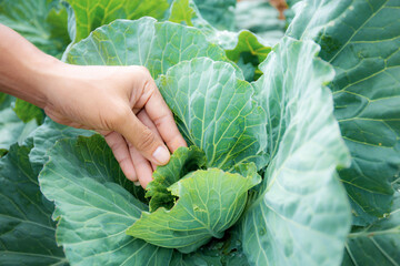 Hands with cabbage leaves.