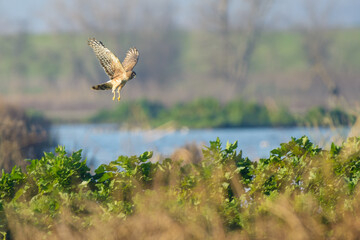 hawk flying over wetlands hunting birds over water