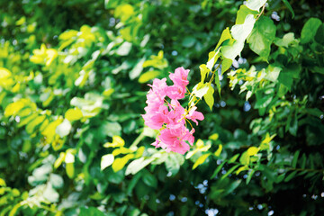 Pink flower with green background.