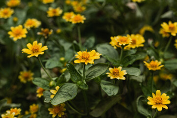 Yellow flowers