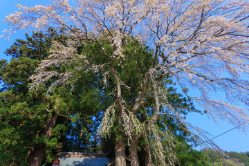 田村市　堂山王子神社の枝垂桜