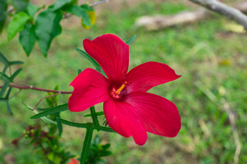 big beautiful red flower