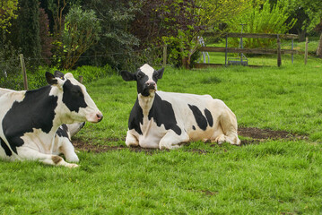 young black and white holstein cow is lying on a pasture in the district Weseramarsch (Germany) and makes a funny face