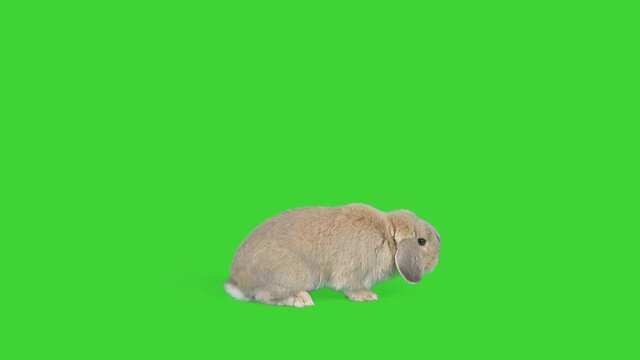 4K Small lop rabbit on green screen isolated with chroma key, real shot. Bunny hopping around sniffing. 