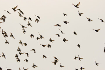 Common starlings that go out foraging in groups 
