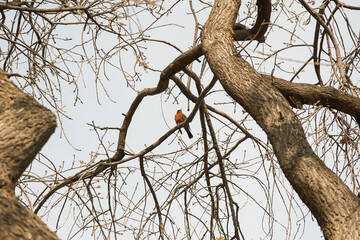 Fototapeta na wymiar The dark-eyed junco bird on the dry tree