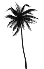 Tall tropical palm tree. Ink black and white drawing