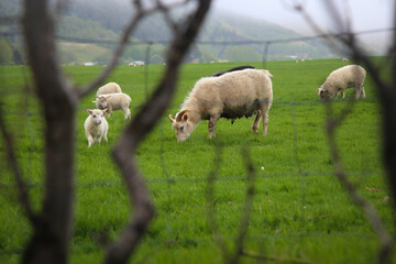 Obraz premium A group of sheep eating in a field in Iceland.