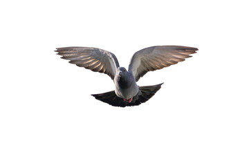 Action Scene of Rock Pigeon Flying in The Air Isolated on White Background with Clipping Path