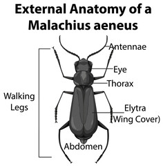 External Anatomy of a Malachius aeneus on white background