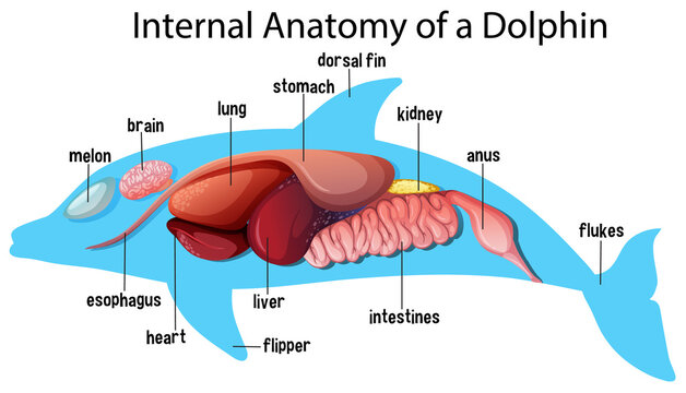 Internal Anatomy of a Dolphin