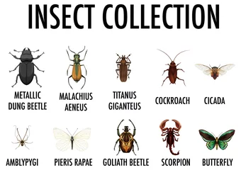 Foto op Plexiglas Entomology list of insect collection © blueringmedia